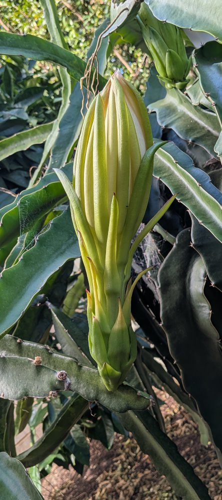 Buds about to open
